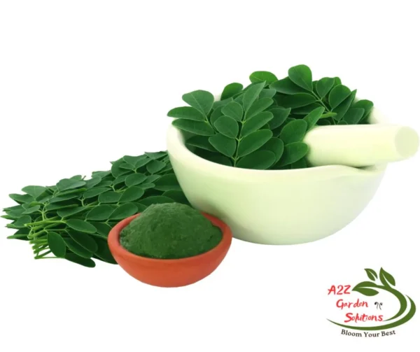 Moringa Farm-Fresh Leaves | 100% Naturally Grown | Grown in Florida | Healthy Living - Image 5
