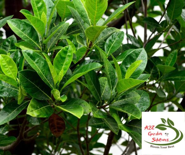 Jackfruit Farm-Fresh Leaves | 100% Naturally Grown | Grown in Florida | Healthy Living - Image 3