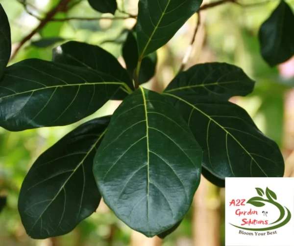 Jackfruit Farm-Fresh Leaves | 100% Naturally Grown | Grown in Florida | Healthy Living - Image 2