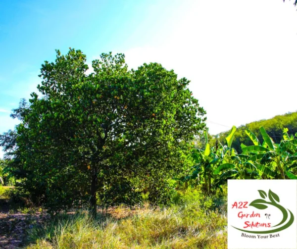 Jackfruit Farm-Fresh Leaves | 100% Naturally Grown | Grown in Florida | Healthy Living - Image 5