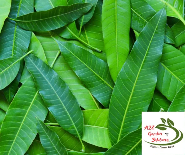 Mango Farm-Fresh Leaves | 100% Naturally Grown | Grown in Florida | Healthy Living