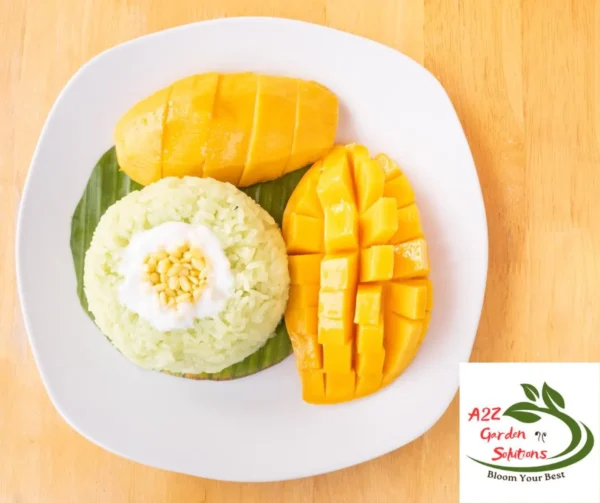 Mango Farm-Fresh Leaves | 100% Naturally Grown | Grown in Florida | Healthy Living - Image 6
