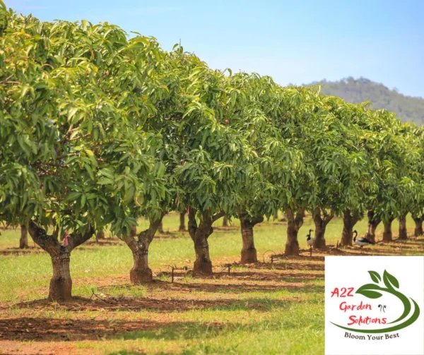 Mango Farm-Fresh Leaves | 100% Naturally Grown | Grown in Florida | Healthy Living - Image 3