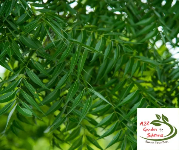 Neem Farm-Fresh Leaves | 100% Naturally Grown | Grown in Florida | Healthy Living
