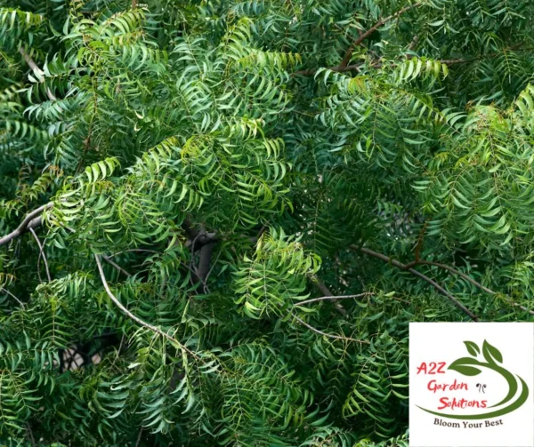 Neem Farm-Fresh Leaves | 100% Naturally Grown | Grown in Florida | Healthy Living - Image 2