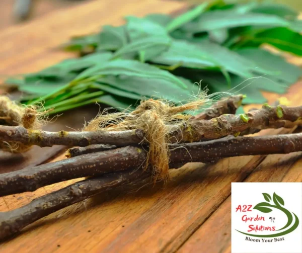 Neem Stick(Datoon) | Size 6” approx | Nature’s Toothbrush | 100% Naturally Grown | Grown in Florida | Healthy Living - Image 2