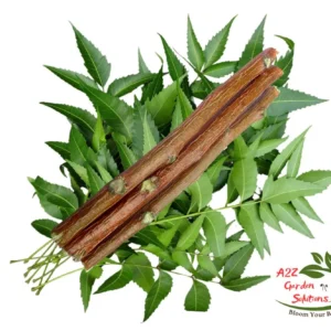 Neem Stick(Datoon) | Size 6” approx | Nature’s Toothbrush | 100% Naturally Grown | Grown in Florida | Healthy Living