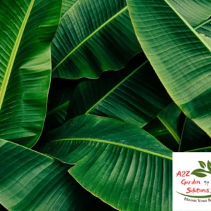 Banana Farm-Fresh Leaves |24"-48” long | 12"-18” Wide | 100% Naturally Grown | Grown in Florida | Healthy Living