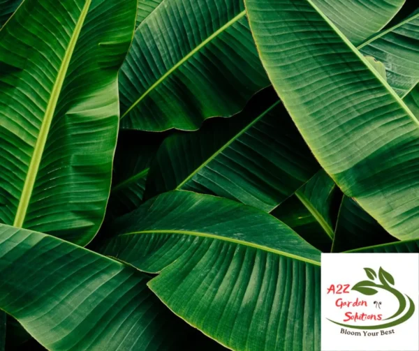 Banana Farm-Fresh Leaves |24"-48” long | 12"-18” Wide | 100% Naturally Grown | Grown in Florida | Healthy Living