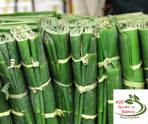 Banana Farm-Fresh Leaves |24"-48” long | 12"-18” Wide | 100% Naturally Grown | Grown in Florida | Healthy Living - Image 2