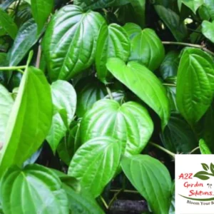 Betel Farm-Fresh Leaves | 100% Naturally Grown | Grown in Florida | Healthy Living