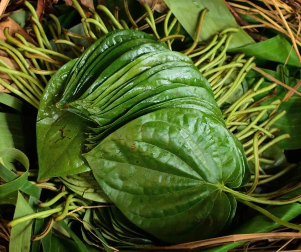Betel Farm-Fresh Leaves | 100% Naturally Grown | Grown in Florida | Healthy Living - Image 2