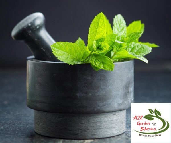 Mint Farm-Fresh Leaves | 100% Naturally Grown | Grown in Florida | Healthy Living - Image 6
