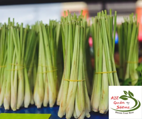Lemongrass Farm-Fresh Leaves | 100% Naturally Grown | Grown in Florida | Healthy Living - Image 4