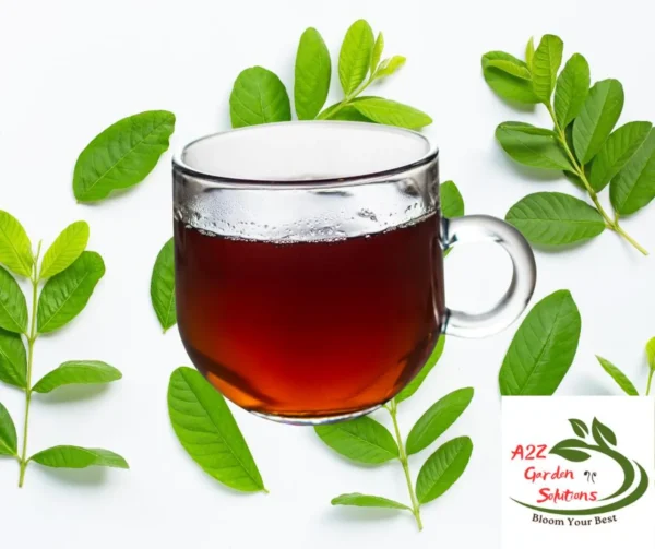 Guava Farm-Fresh Leaves | 100% Naturally Grown | Grown in Florida | Healthy Living - Image 6