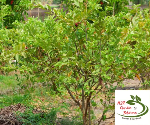Guava Farm-Fresh Leaves | 100% Naturally Grown | Grown in Florida | Healthy Living - Image 2