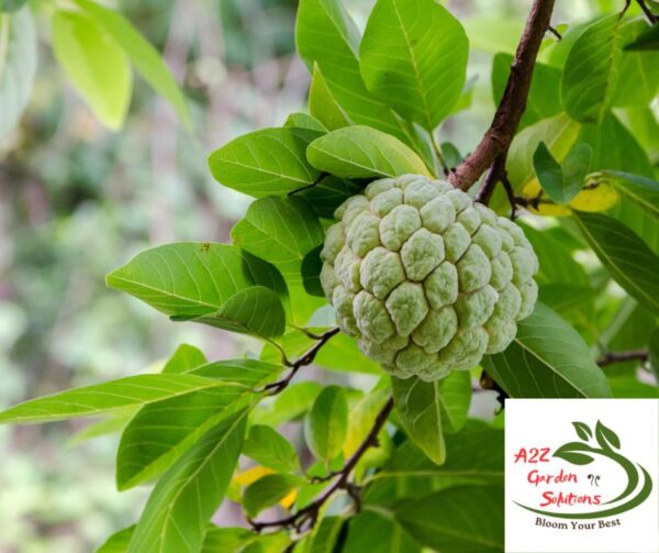Custard Apple Farm-Fresh Leaves | 100% Naturally Grown | Grown in Florida | Healthy Living - Image 4