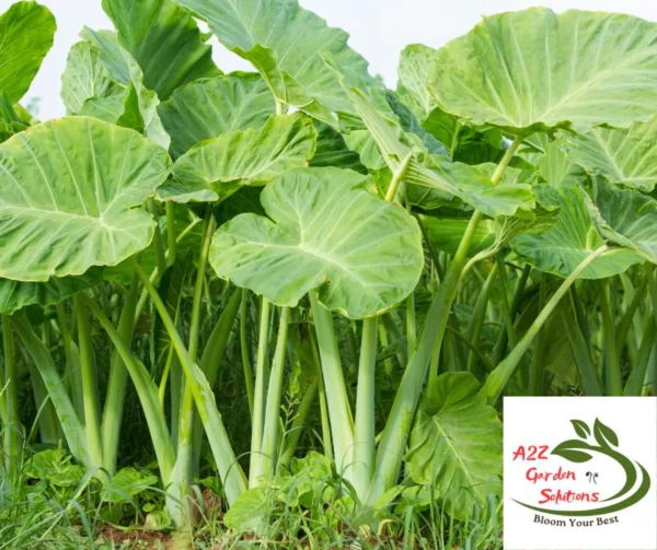 Patra(Colocasia) Farm-Fresh Leaves | 100% Naturally Grown | Grown in Florida | Healthy Living - Image 2