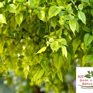 Bael | Bilva Patra | Aegle Marmelos Farm-Fresh Leaves | 100% Naturally Grown | Grown in Florida | Healthy Living