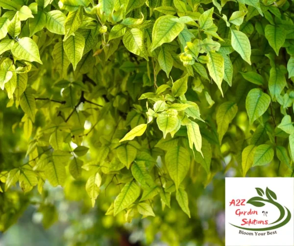 Bael | Bilva Patra | Aegle Marmelos Farm-Fresh Leaves | 100% Naturally Grown | Grown in Florida | Healthy Living
