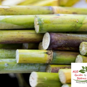 Fresh Cut Sugarcane | 12” pieces each | Consumption Only | Not For Planting | 100% Naturally Grown | Grown in Florida | Healthy Living