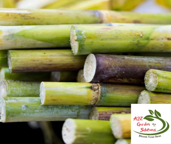 Fresh Cut Sugarcane | 12” pieces each | Consumption Only | Not For Planting | 100% Naturally Grown | Grown in Florida | Healthy Living