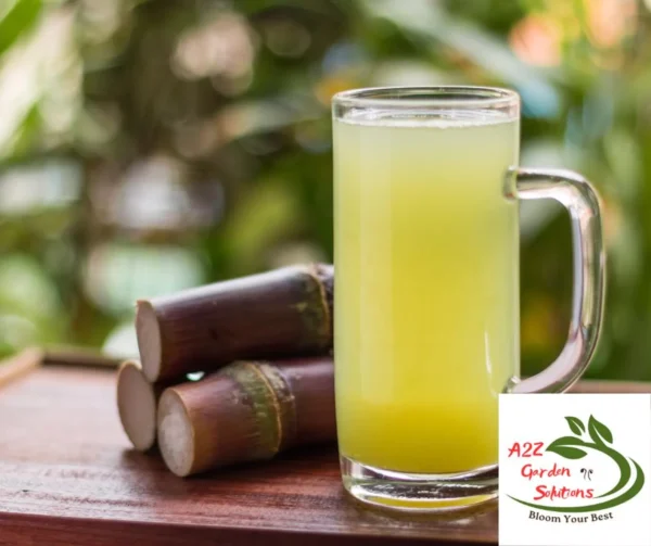Fresh Cut Sugarcane | 12” pieces each | Consumption Only | Not For Planting | 100% Naturally Grown | Grown in Florida | Healthy Living - Image 4