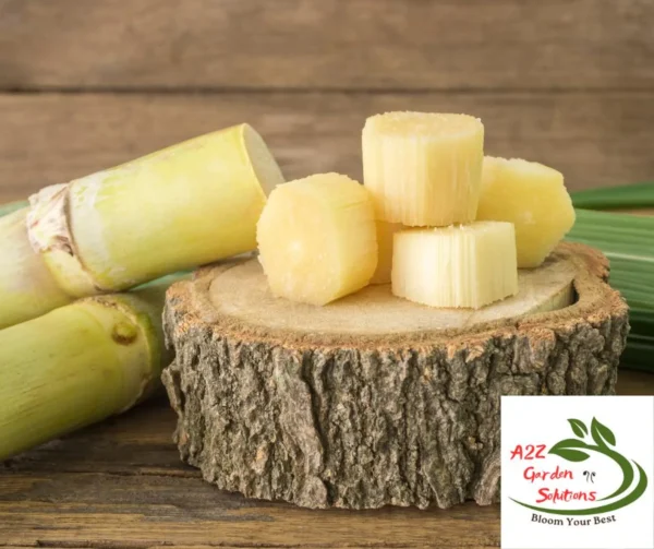 Fresh Cut Sugarcane | 12” pieces each | Consumption Only | Not For Planting | 100% Naturally Grown | Grown in Florida | Healthy Living - Image 3