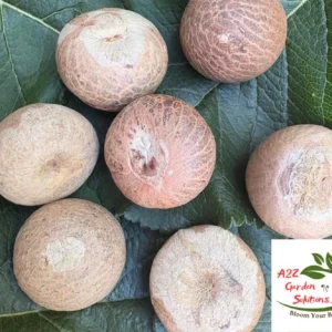 Whole Dried Betel Nuts/Seeds | Areca Nuts | Without Shell | Healthy Living | Fast Shipping