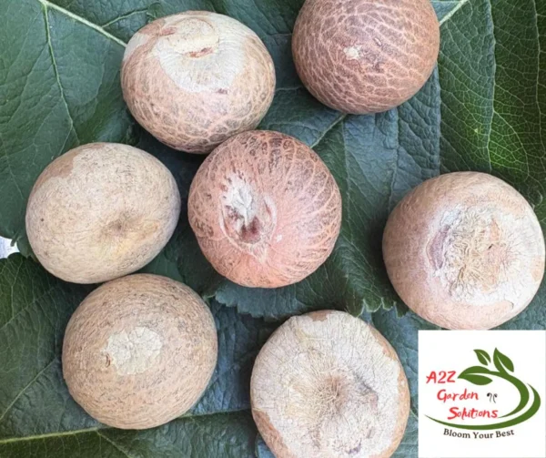 Whole Dried Betel Nuts/Seeds | Areca Nuts | Without Shell | Healthy Living | Fast Shipping