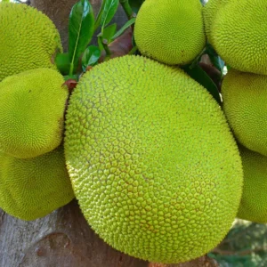 Pre-Order Fresh Whole Jackfruit | Freshly Harvested | 100% Naturally Grown | Grown in Florida | Healthy Living