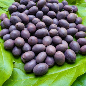 Black Lotus Seeds: Sacred Meditation & Ritual Seeds, 3oz, Kamal Gatta/Kakdi