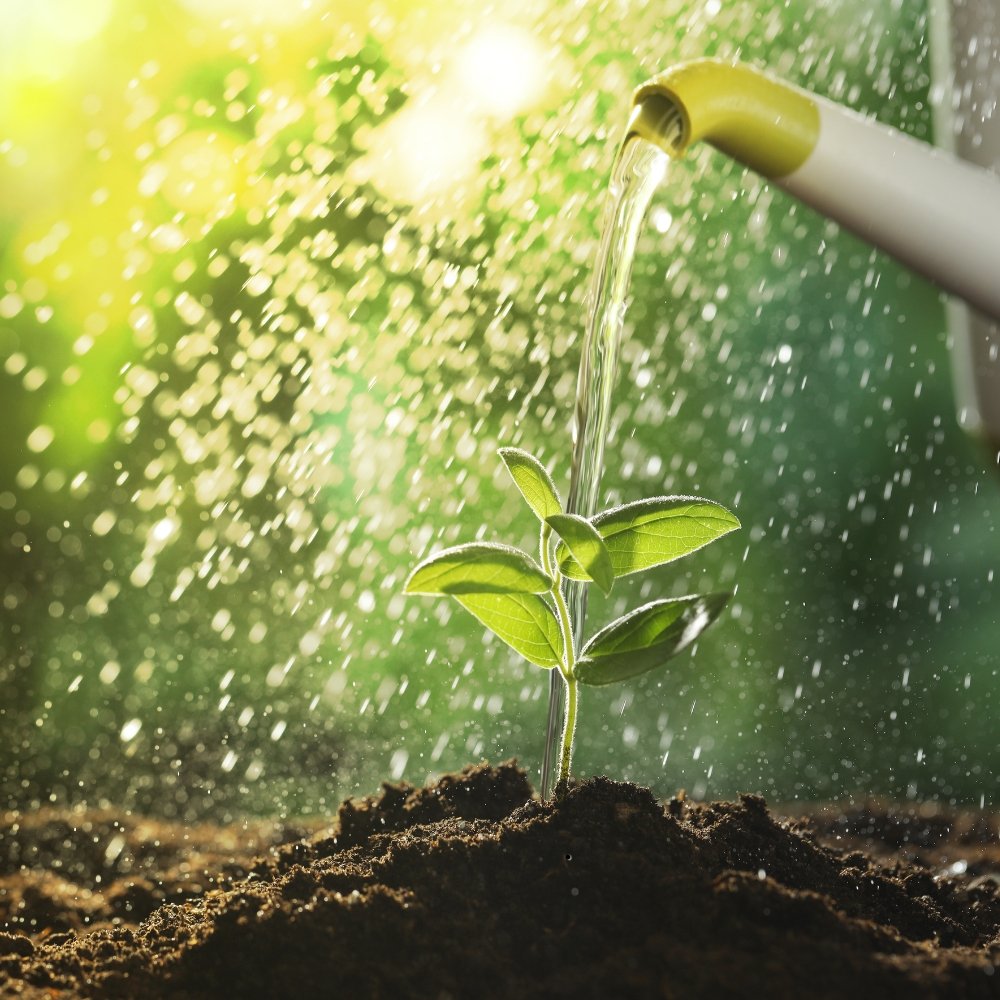 A2Z Garden Solutions Newsletter Guide